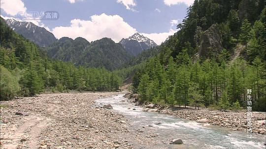 野生动物的秘密 第三季