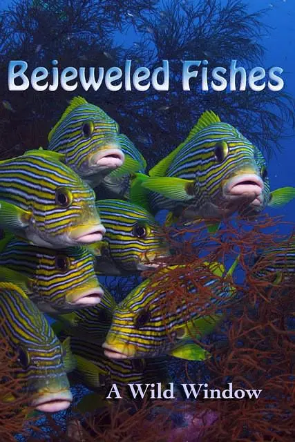Wild Window: Bejeweled Fishes