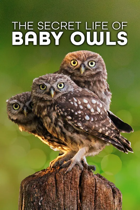 The Secret Life Of Owls